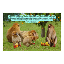 Hermosa Escritura de Monos 2 Corintios 6:14