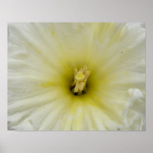 Póster Hermosa Estampa de Narciso Pálido
