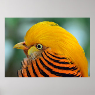 Póster Hermosa faisán dorado