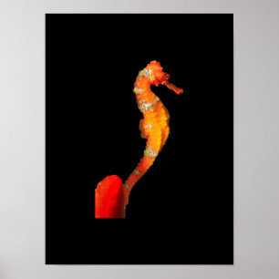 Póster Hermosa Figura De Caballo De Mar En El Frente