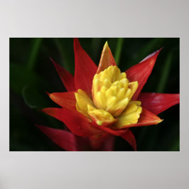 Póster Hermosa Flor