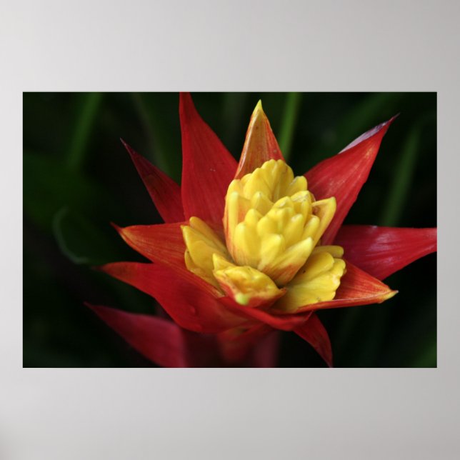 Póster Hermosa Flor (Frente)