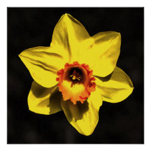 Hermosa Flor Amarilla De Primavera De Daffodil En