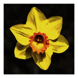 Póster Hermosa Flor Amarilla De Primavera De Daffodil En 