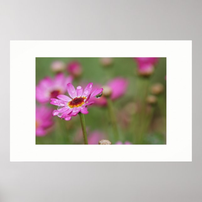 Póster Hermosa Flor con una gota de Poster de lluvia (Frente)