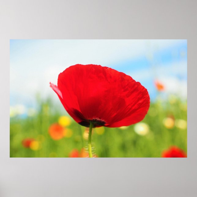 Póster Hermosa Flor De Adormidera Roja (Frente)