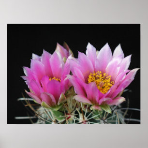 Póster Hermosa flor de Cactus