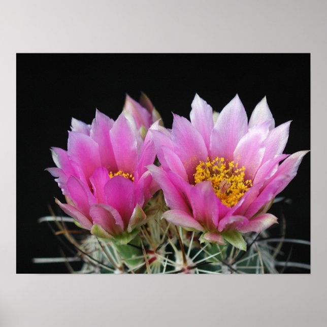Póster Hermosa flor de Cactus (Frente)