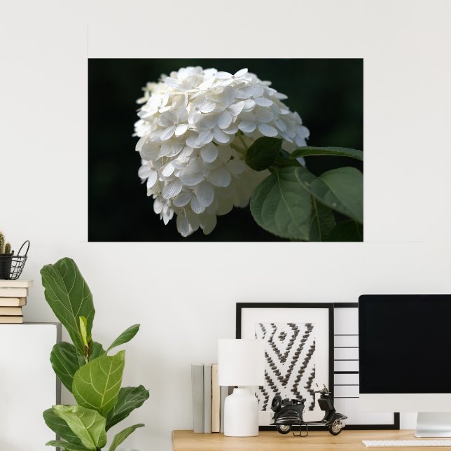 Póster Hermosa flor de cal blanca Hydrangea (Oficina en casa)