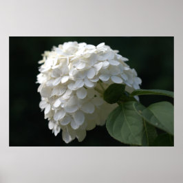 Póster Hermosa flor de cal blanca Hydrangea