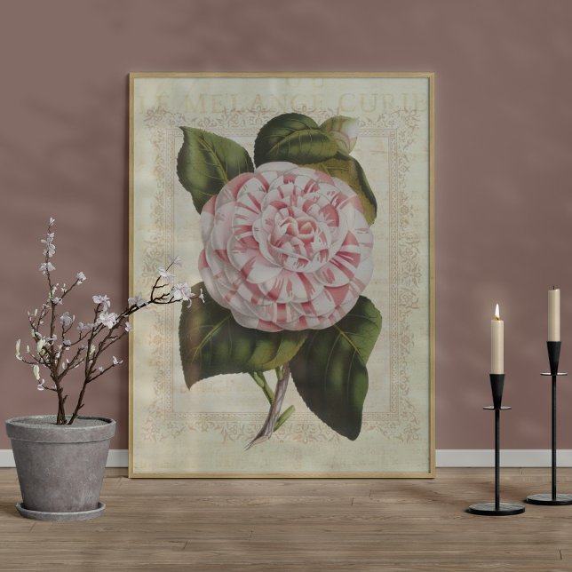 Póster Hermosa flor de Camellia con imprenta botánica (Subido por el creador)