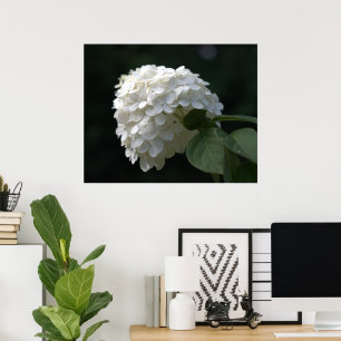 Póster Hermosa Flor de Hortensia de Lima Blanca