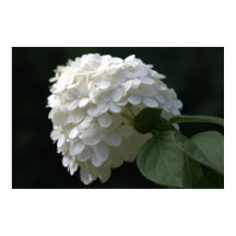 Hermosa Flor de Hortensia de Lima Blanca