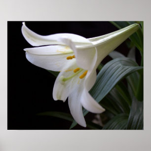 Póster Hermosa flor de lirio de Pascua blanca pura en neg