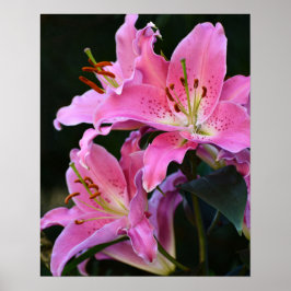 Póster Hermosa Flor de Lirio Rosa