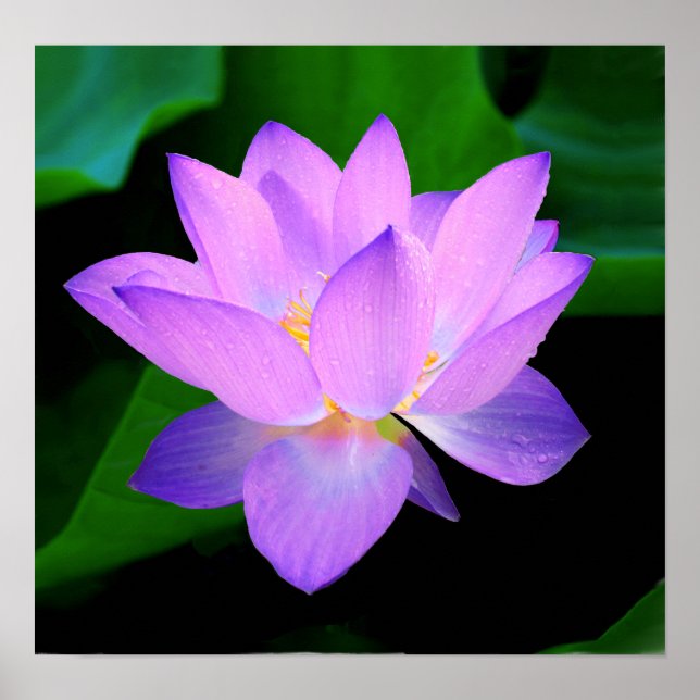 Póster Hermosa flor de loto morado en el agua (Frente)
