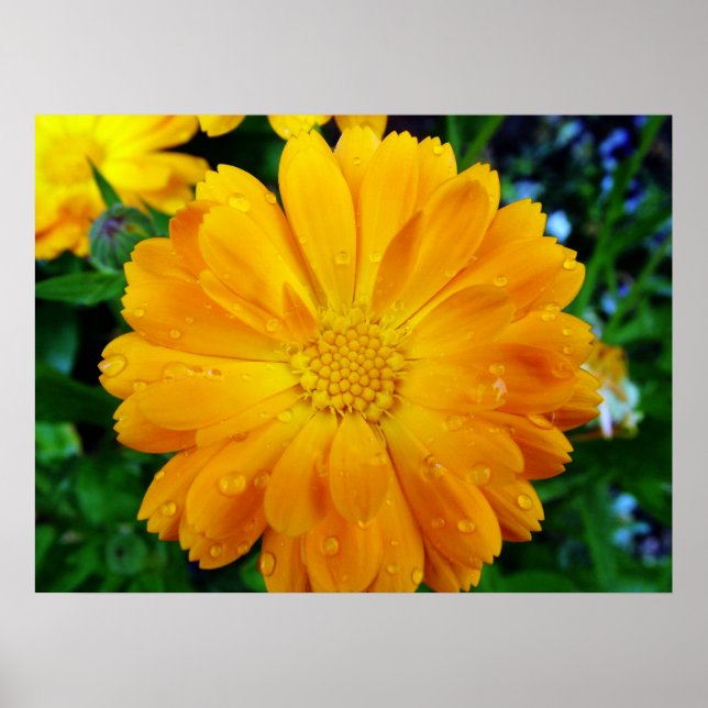 Póster hermosa flor de margarita amarilla (Frente)