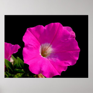 Póster Hermosa flor de petunia rosa en negro