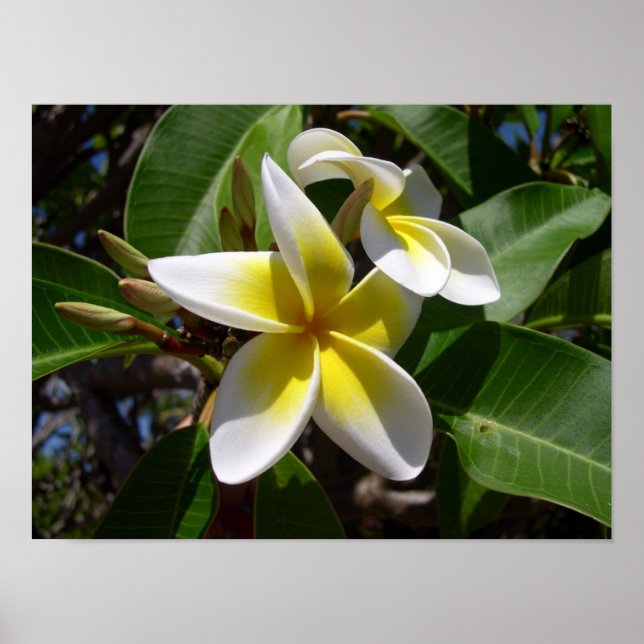 Póster Hermosa flor de Plumeria amarilla y blanca (Frente)