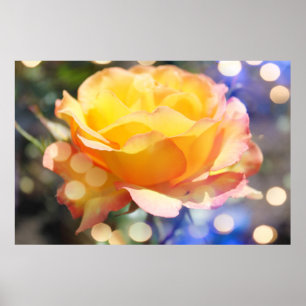 Póster Hermosa flor de rosa amarilla. Fotografía floral