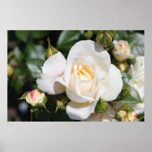 Póster Hermosa flor de rosa blanca.