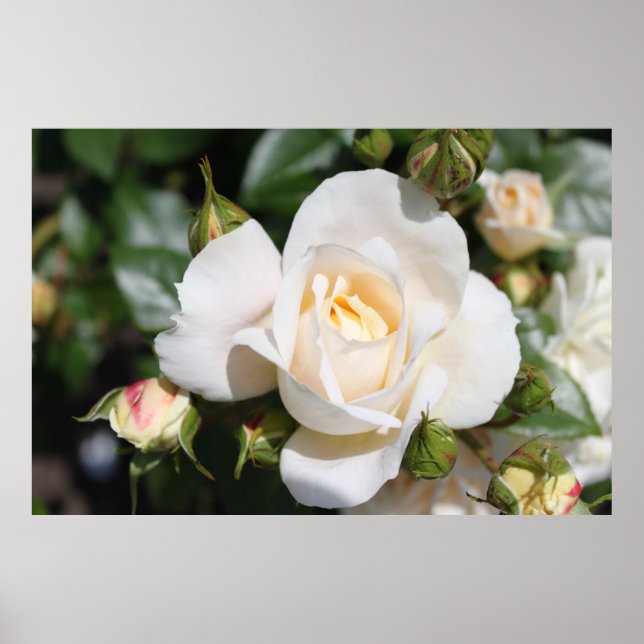 Póster Hermosa flor de rosa blanca. (Frente)