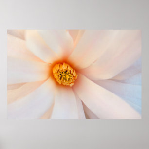 Póster Hermosa Flor Magnolia