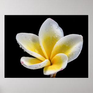 Póster Hermosa flor Plumeria blanca y amarilla