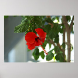 Póster hermosa flor roja