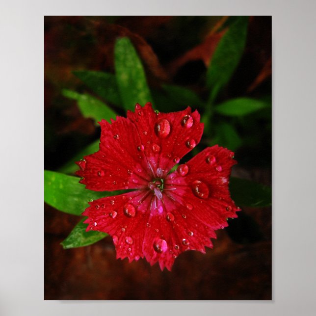Póster Hermosa Flor Roja De Dianthus Con Gotas De Lluvia (Frente)