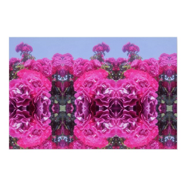Póster Hermosa flor Rosa (Anverso)