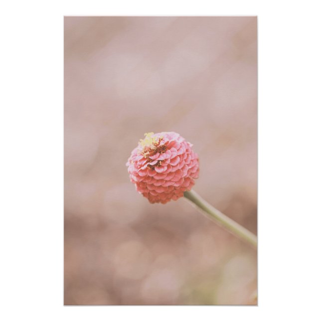 Póster Hermosa flor rosa claro Flor floral (Anverso)