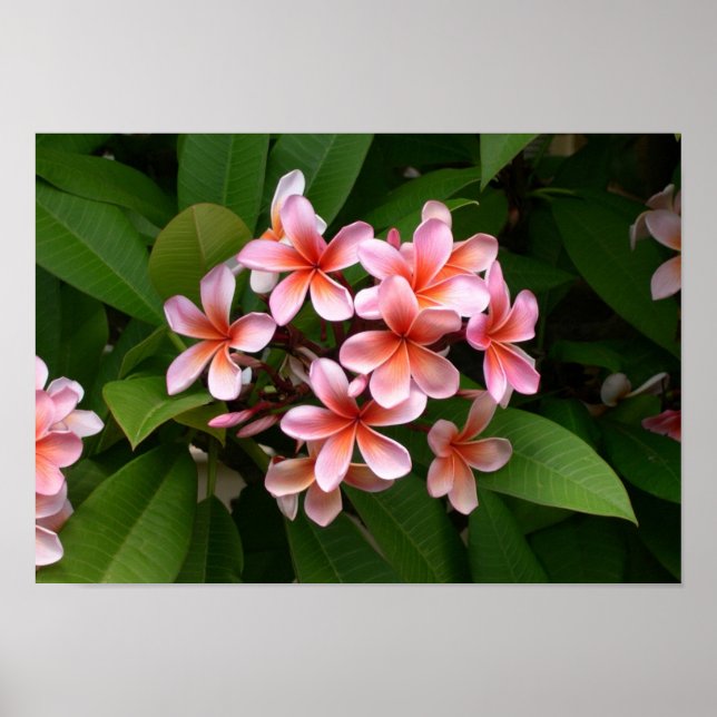 Póster Hermosa flor rosa de Plumeria (Frente)