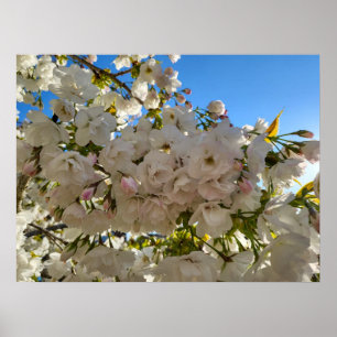 Póster Hermosa floración