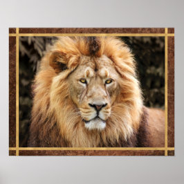 Póster Hermosa foto de cara de león