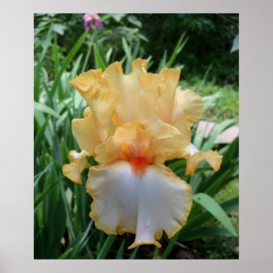 Póster Hermosa foto de flor de iris amarilla y blanca