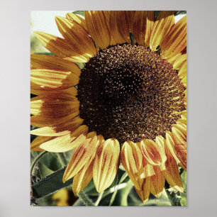 Póster Hermosa foto de girasol