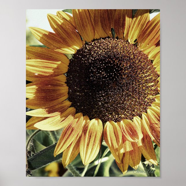Póster Hermosa foto de girasol (Frente)