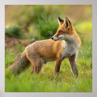 Póster Hermosa foto de la naturaleza de la Fox Roja