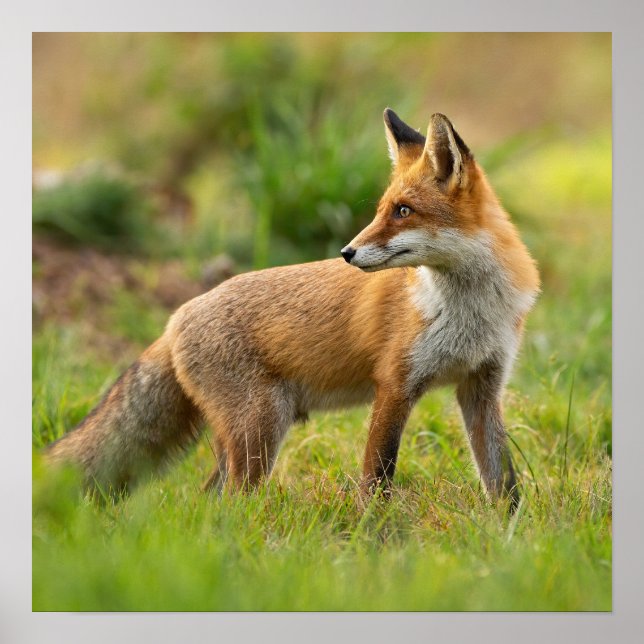 Póster Hermosa foto de la naturaleza de la Fox Roja (Frente)