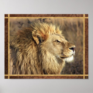 Póster Hermosa foto de león