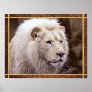 Póster Hermosa foto de león blanco