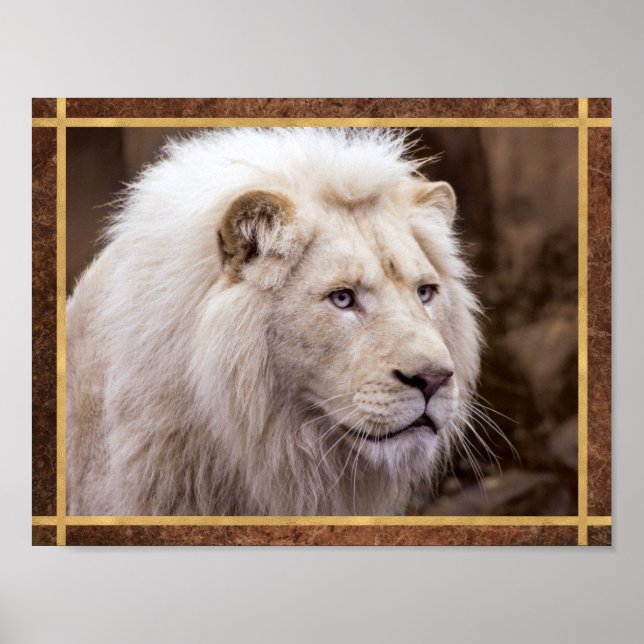 Póster Hermosa foto de león blanco (Frente)