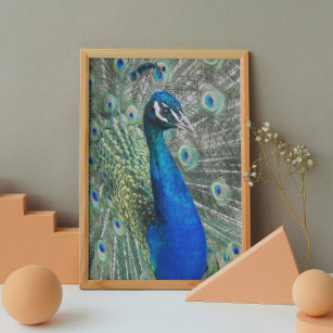 Póster Hermosa foto de pavo real azul brillante