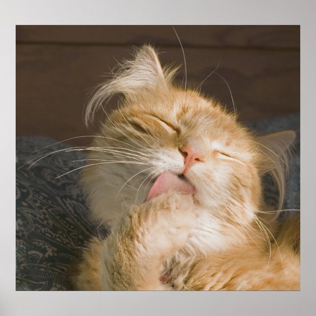 Póster Hermosa foto de preparación para gato Maine Coon (Frente)
