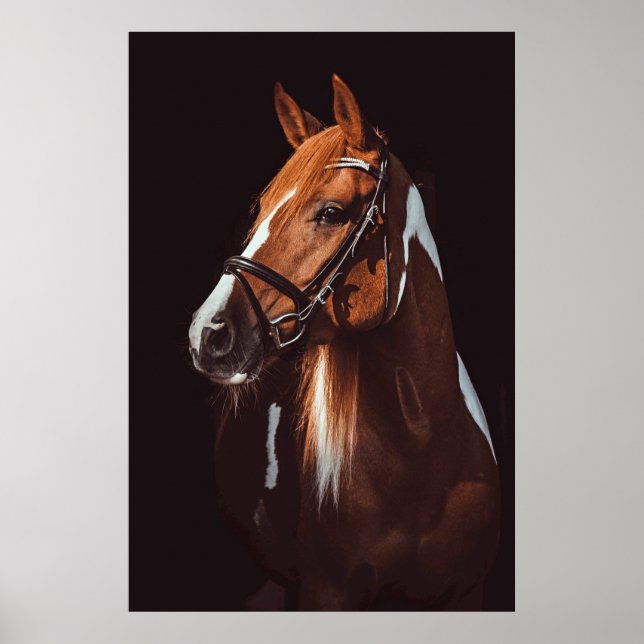 Póster Hermosa foto de retrato de caballo de pintura marr (Frente)