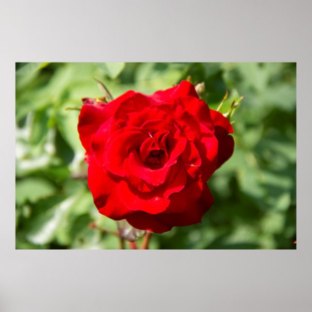 Póster Hermosa foto de rosa roja grande (Frente)