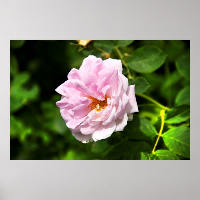 Póster Hermosa foto de rosa rosa grande (Frente)
