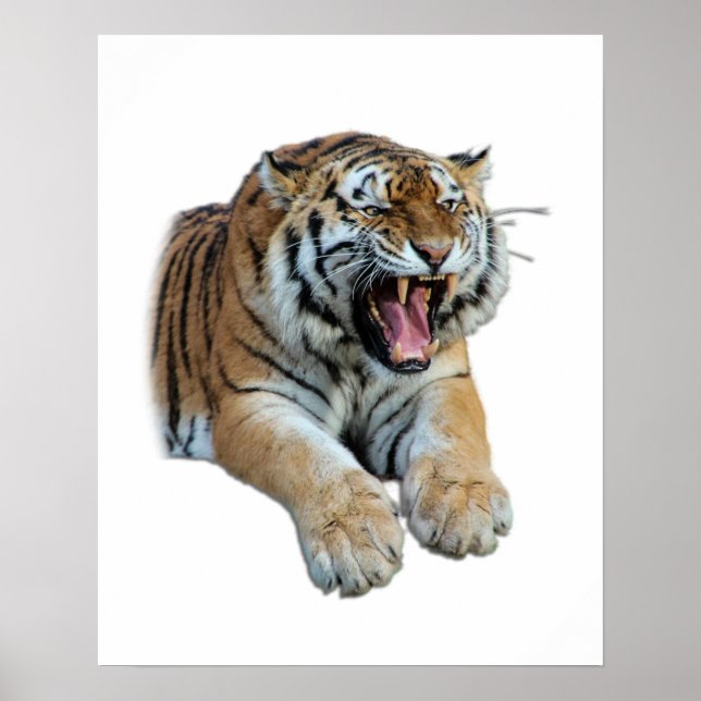 Póster Hermosa foto de tigre bengalí y dientes (Frente)