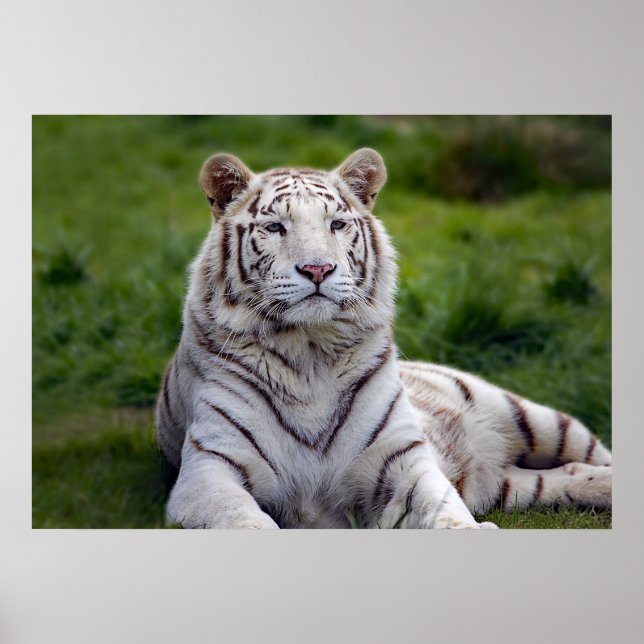 Póster Hermosa foto de tigre blanco (Frente)